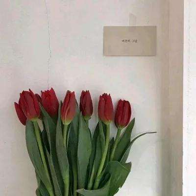 精灵世界vs海牛版下载