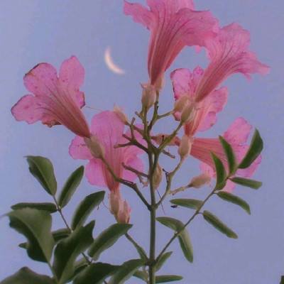 龙城霸业永恒手游